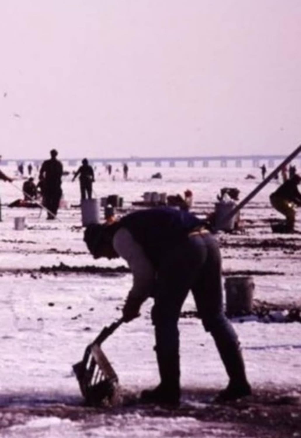 Long Island baymen working the tidal flats at low tide with clam rakes and buckets