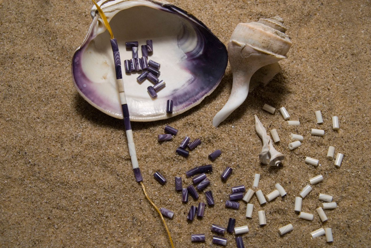Wampum — A Long Island Native Tradition — wampum beads made from whelk and quahog shells